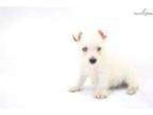West Highland White Terrier Puppy for sale in Hattiesburg, MS, USA