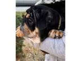 Bulldog Puppy for sale in Lake Elsinore, CA, USA