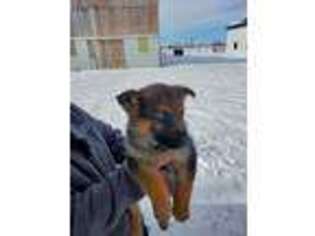German Shepherd Dog Puppy for sale in WOODSTOWN, NJ, USA