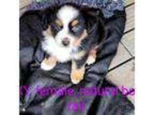 Mutt Puppy for sale in Rensselaerville, NY, USA