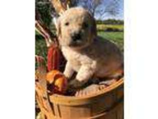 Labradoodle Puppy for sale in Xenia, OH, USA