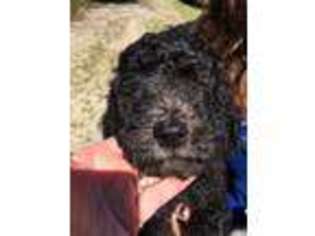 Goldendoodle Puppy for sale in Danielson, CT, USA