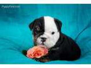 Bulldog Puppy for sale in Windsor, CO, USA