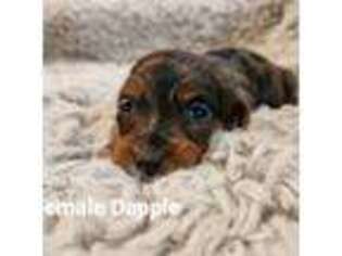 Dachshund Puppy for sale in Lancaster, SC, USA
