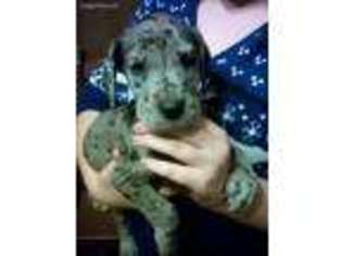 Great Dane Puppy for sale in Hughesville, PA, USA