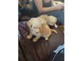 Mutt Puppy for sale in Cottonwood, CA, USA