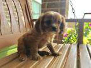 English Toy Spaniel Puppy for sale in Altus, OK, USA