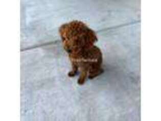 Mutt Puppy for sale in Port Arthur, TX, USA