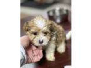Mal-Shi Puppy for sale in Fortuna, MO, USA