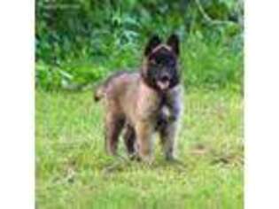 Belgian Tervuren Puppy for sale in Rolla, MO, USA