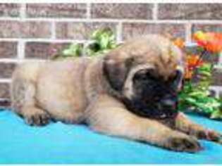 Mastiff Puppy for sale in Spencerville, IN, USA