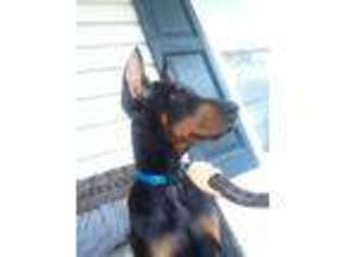 Doberman Pinscher Puppy for sale in Wilmington, NC, USA
