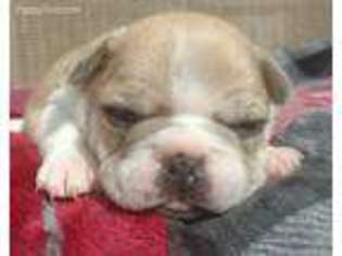 French Bulldog Puppy for sale in Elba, AL, USA