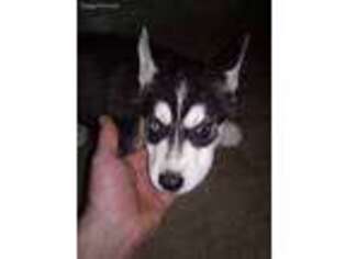 Siberian Husky Puppy for sale in Decatur, IN, USA