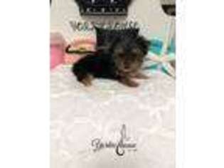 Yorkshire Terrier Puppy for sale in Cleveland, TN, USA