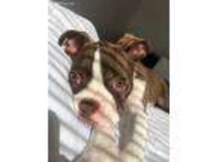 Boston Terrier Puppy for sale in Boston, MA, USA