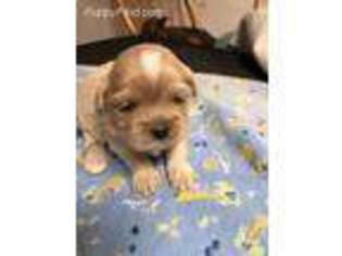 Shih-Poo Puppy for sale in Hudson, FL, USA