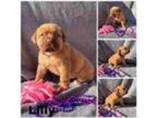 American Bull Dogue De Bordeaux Puppy for sale in Wilmington, OH, USA