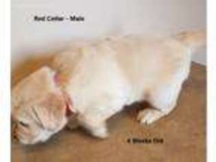 Golden Retriever Puppy for sale in Keystone, IA, USA