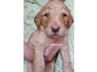 Goldendoodle Puppy for sale in Warroad, MN, USA