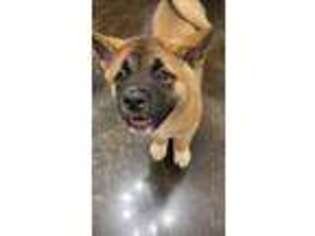 Akita Puppy for sale in Martinsburg, WV, USA