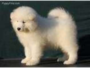 Samoyed Puppy for sale in Valrico, FL, USA