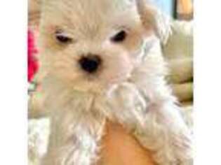 Maltese Puppy for sale in Berwyn, IL, USA