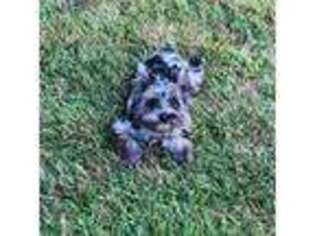 Yorkshire Terrier Puppy for sale in Nickelsville, VA, USA
