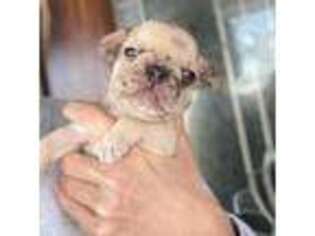 French Bulldog Puppy for sale in Jayess, MS, USA