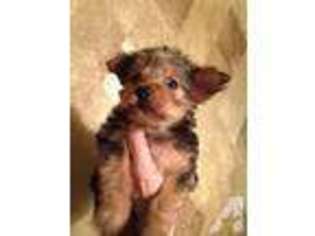 Yorkshire Terrier Puppy for sale in STRAWBERRY PLAINS, TN, USA