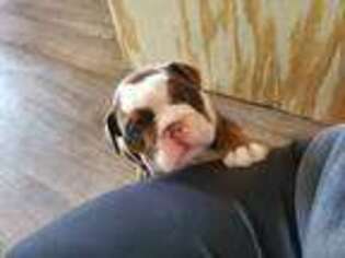 Olde English Bulldogge Puppy for sale in Eau Claire, WI, USA