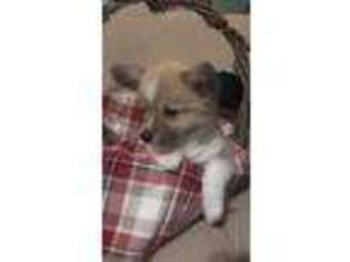 Pembroke Welsh Corgi Puppy for sale in Monroe, MI, USA