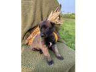 Belgian Malinois Puppy for sale in Memphis, MO, USA