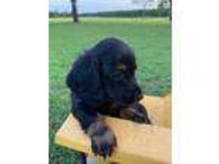 Dachshund Puppy for sale in Lee, FL, USA