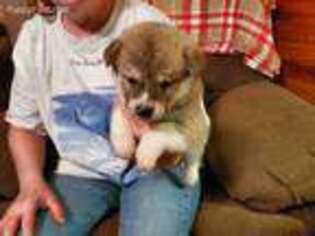 Akita Puppy for sale in Jackson Center, PA, USA