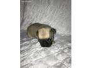 Pug Puppy for sale in Paramount, CA, USA