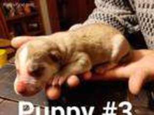Siberian Husky Puppy for sale in Sturgis, MI, USA