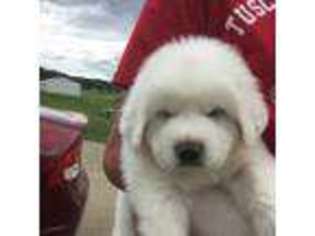 Great Pyrenees Puppy for sale in Newcomerstown, OH, USA