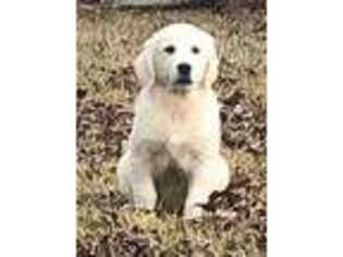 Mutt Puppy for sale in Florence, MS, USA