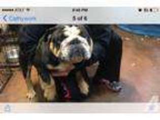 Bulldog Puppy for sale in HASLET, TX, USA