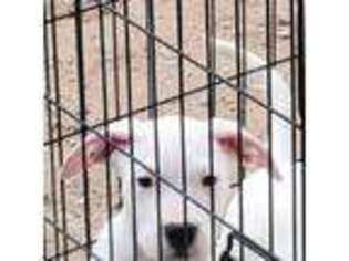 Dogo Argentino Puppy for sale in Peoria, AZ, USA