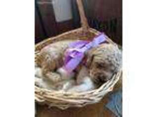 Goldendoodle Puppy for sale in Greenwood, WI, USA