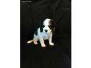 Cavalier King Charles Spaniel Puppy for sale in Lexington, NC, USA