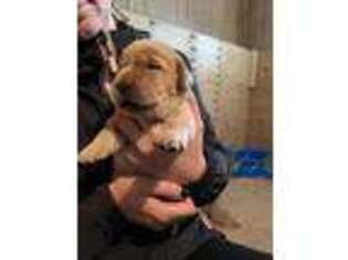 Labrador Retriever Puppy for sale in Lincoln, VT, USA