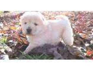 Chow Chow Puppy for sale in Trenton, GA, USA