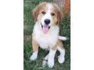 Bernese Mountain Dog Puppy for sale in Bassett, NE, USA