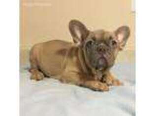 French Bulldog Puppy for sale in Hasty, CO, USA