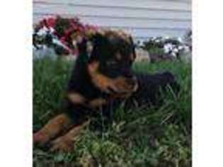 Rottweiler Puppy for sale in New Paris, IN, USA