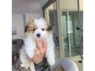 Maltipom Puppy for sale in Irvine, CA, USA