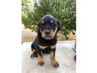 Rottweiler Puppy for sale in Murrieta, CA, USA